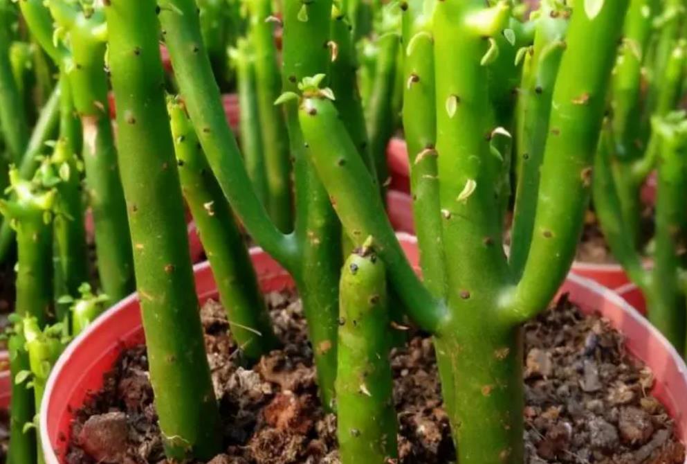 光棍樹是什麼花卉植物，陽台怎麼養殖？