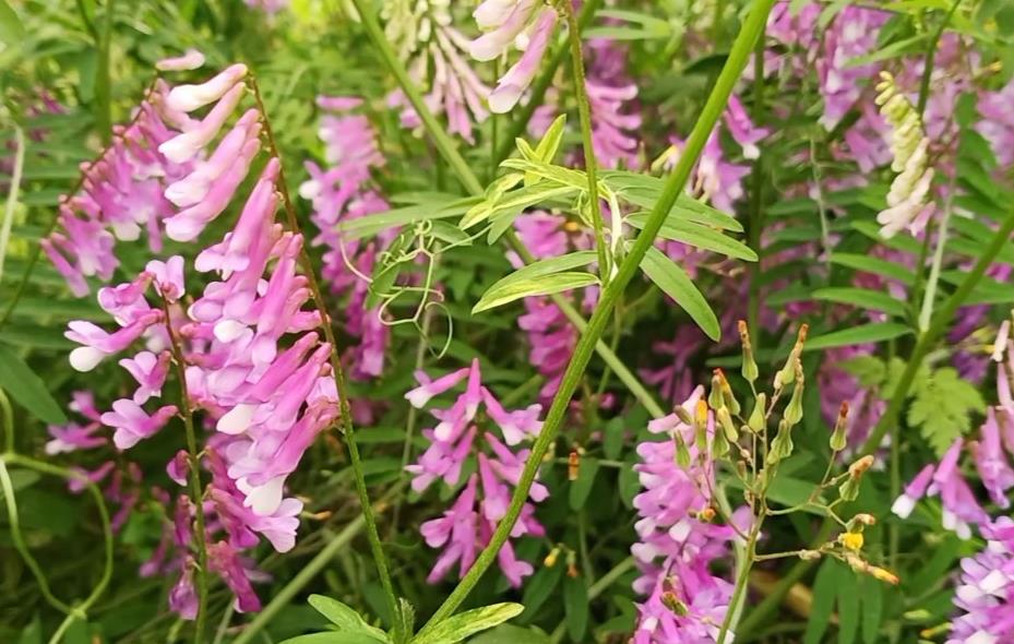 長柔毛野豌豆是什麼植物？長什麼樣子