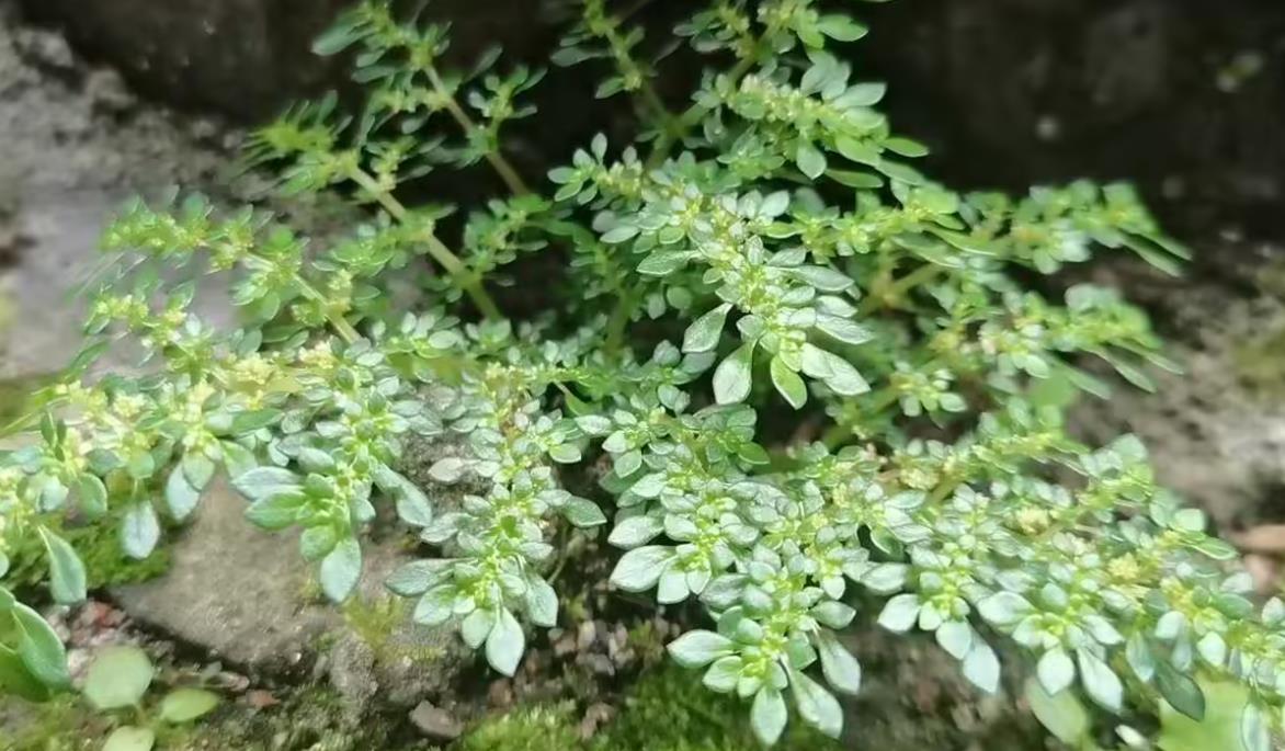 小葉冷水花養殖土培還是水培好，有什麼技巧？