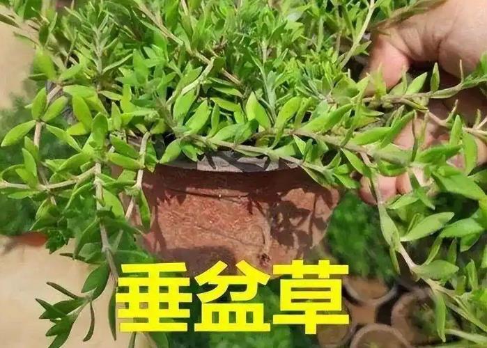 垂盆草的養殖環境要求及功效作用介紹