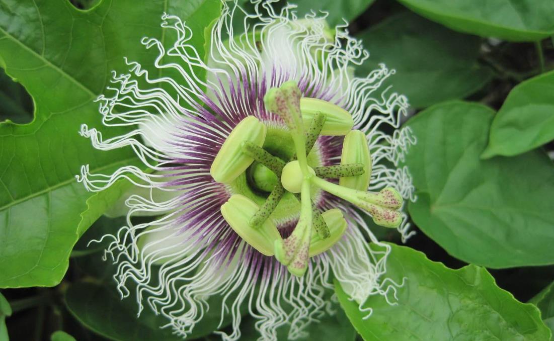 西番蓮開花有香味嗎，怎麼養殖？