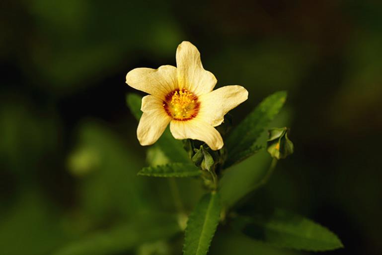 <b>黃花稔開花是什麼顏色，室內可以養殖嗎？</b>