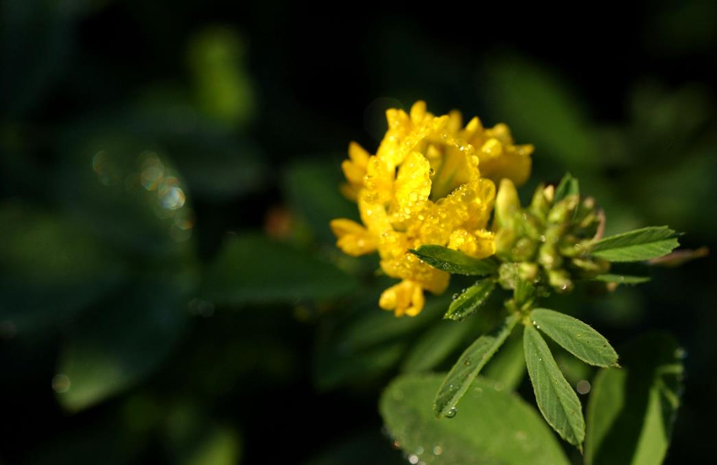 黃花稔開花是什麼顏色，室內可以養殖嗎？