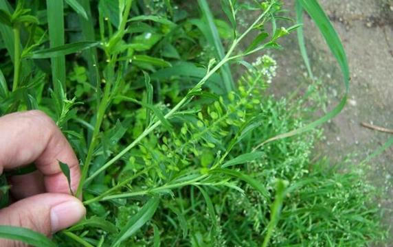 綠獨行菜是什麼植物，有什麼價值和危害？