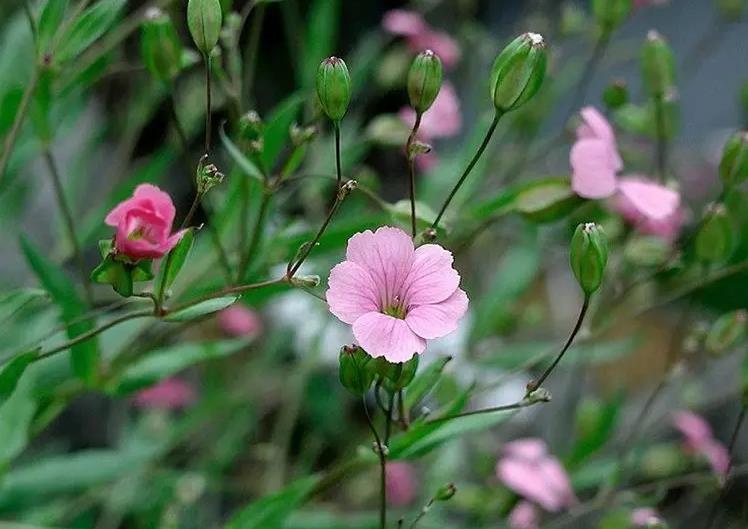 麥藍菜生長條件要求是什麼，庭院怎麼養殖？