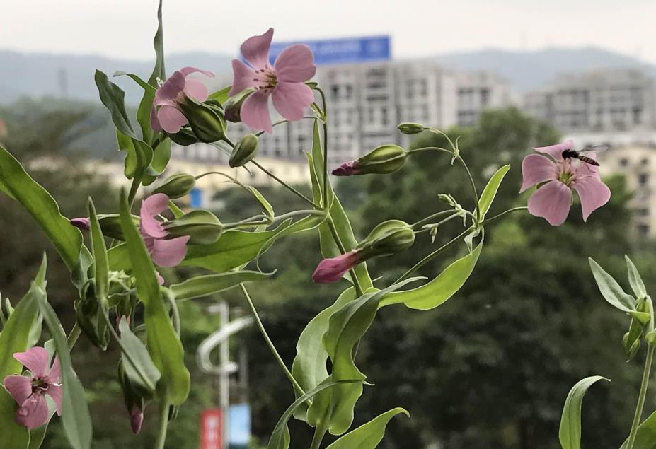 麥藍菜生長條件要求是什麼，庭院怎麼養殖？