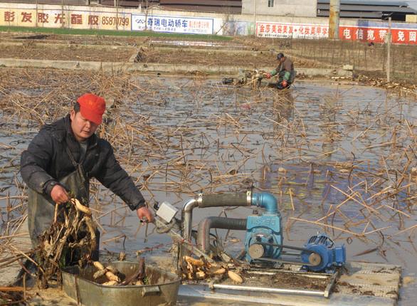 <b>挖藕機種類與操作指南，輕鬆掌握蓮藕采挖</b>