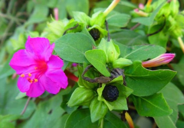 胭脂花開花季節是幾月，室內怎麼養殖？