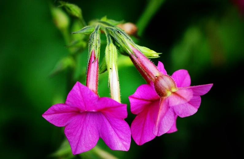 胭脂花開花季節是幾月，室內怎麼養殖？