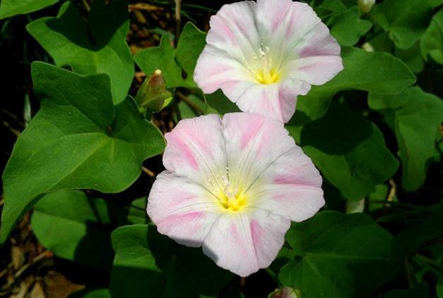 <b>打碗花是什麼花卉植物，可以養殖嗎？</b>