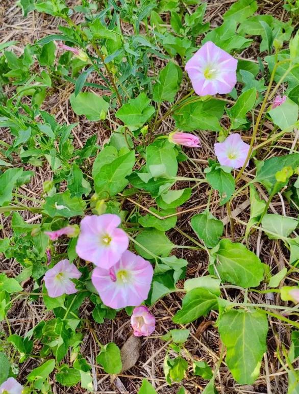 打碗花是什麼花卉植物，可以養殖嗎？