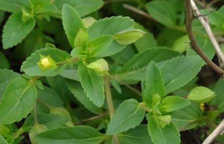 黃花假馬齒是什麼植物？