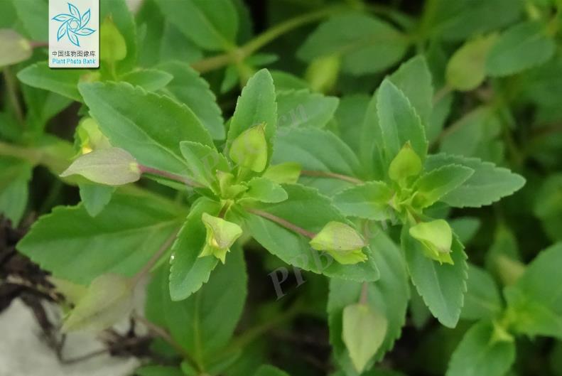 黃花假馬齒是什麼植物？