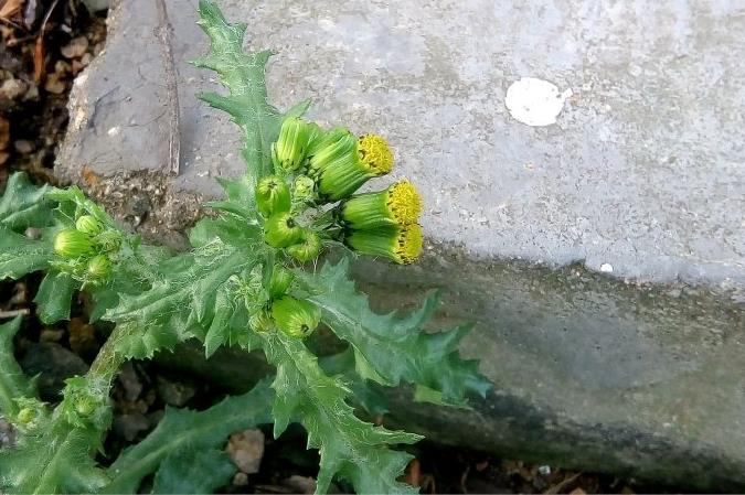 歐洲千裏光是什麼植物，有什麼用途和危害？