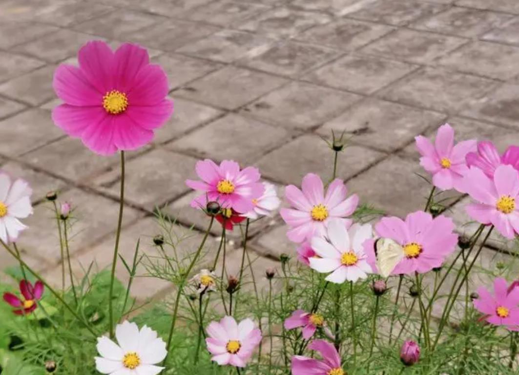 格桑花有香味嗎，陽台種植怎麼養護？