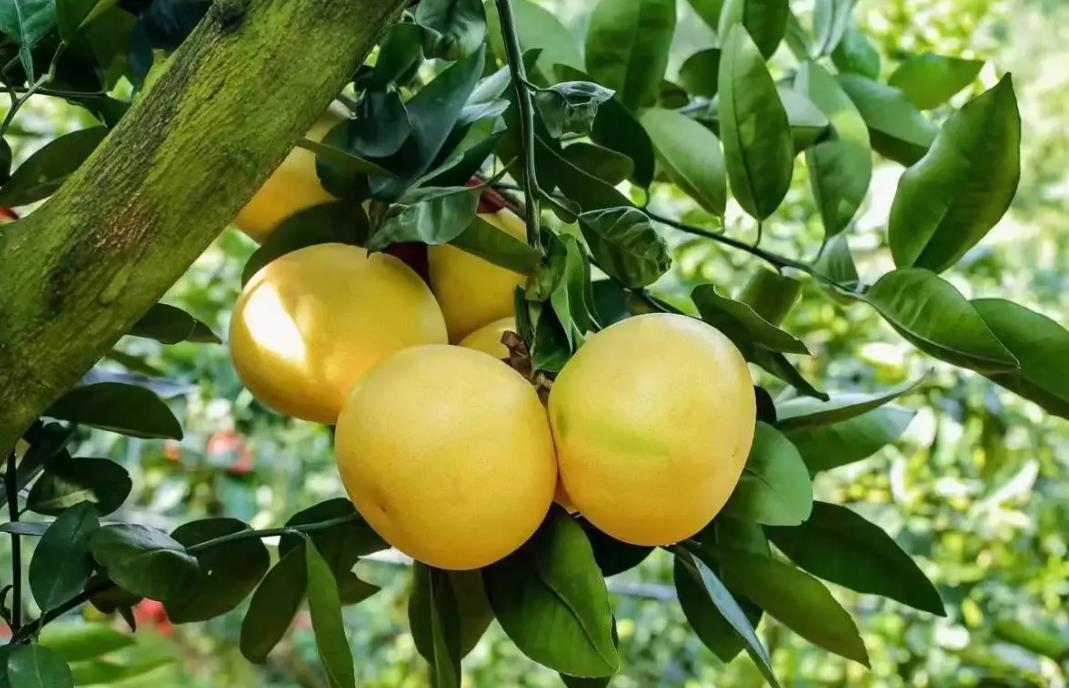 葡萄柚樹苗什麼時候種植長得好