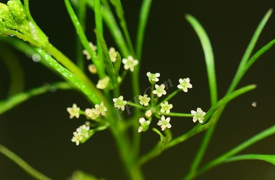 <b>細葉旱芹是什麼植物，有什麼價值和危害</b>