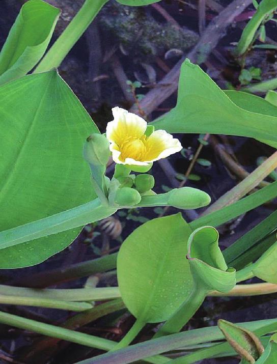 黃花藺會開花嗎，盆栽怎麼養護？