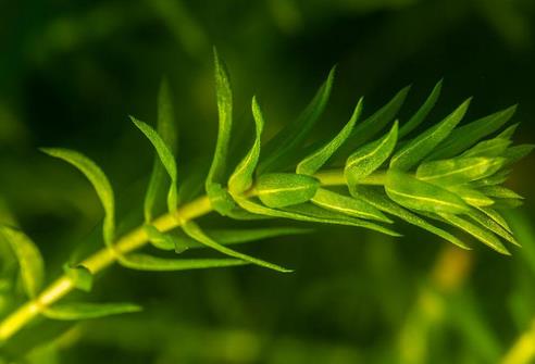 伊樂藻-淨化水質、提供氧氣的神奇水生植物