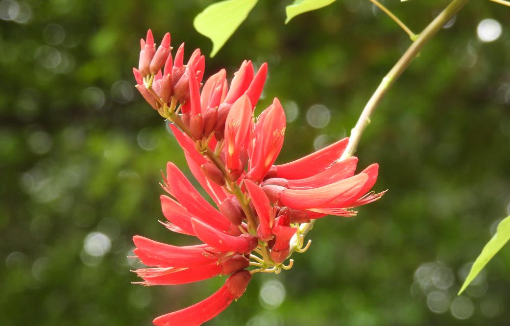 龍牙花長什麼樣子，庭院怎麼養殖？