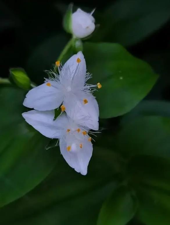 白花紫露草長什麼樣子，室內怎麼養殖？