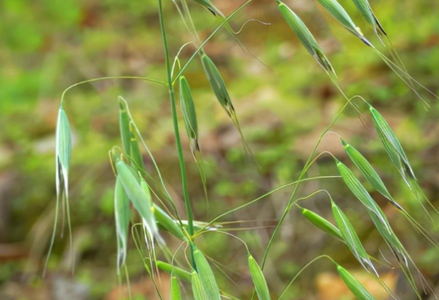 田雀麥植物解析：形態特征、生長環境與用途探索