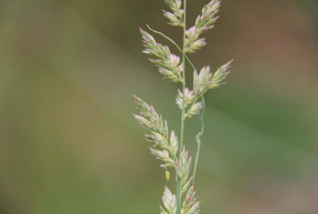 奇虉[yì]草是什麼植物，有哪些價值和危害？