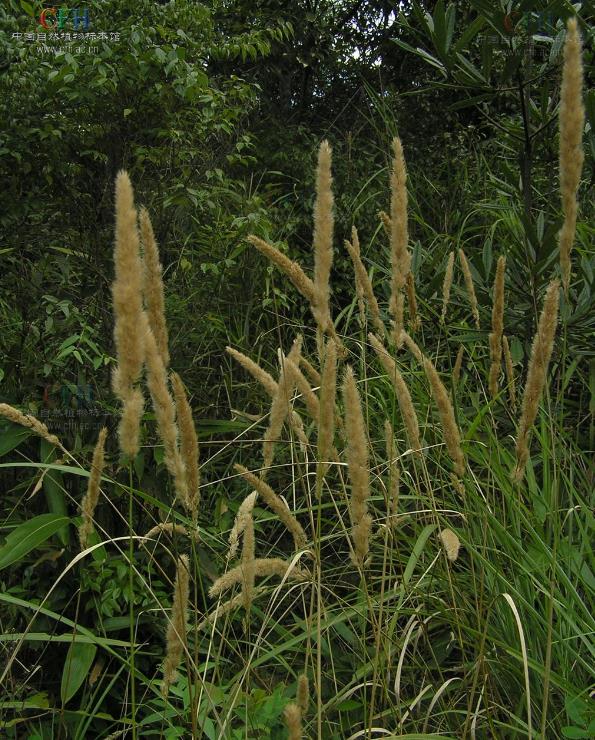 奇虉[yì]草是什麼植物，有哪些價值和危害？