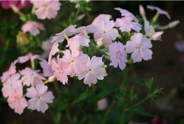 美女櫻開花有香味嗎？品種、環境與香氣的秘訣。