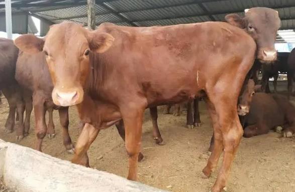 肉牛養殖必備：呼吸器官疾病的識別與防治策略