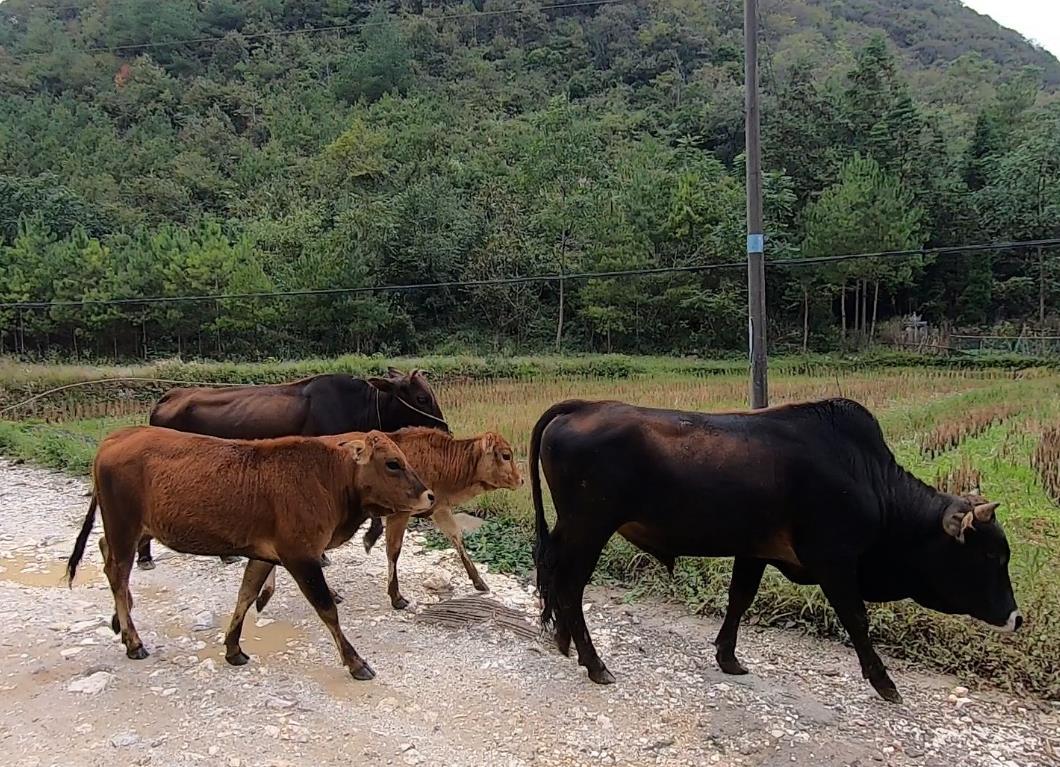 農村散養肉牛養殖秘籍-科學搭配飼料，精細日常管理