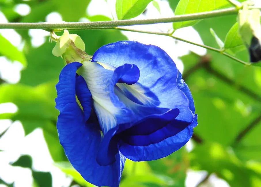 蝶豆花什麼時候開花，庭院怎麼種植？