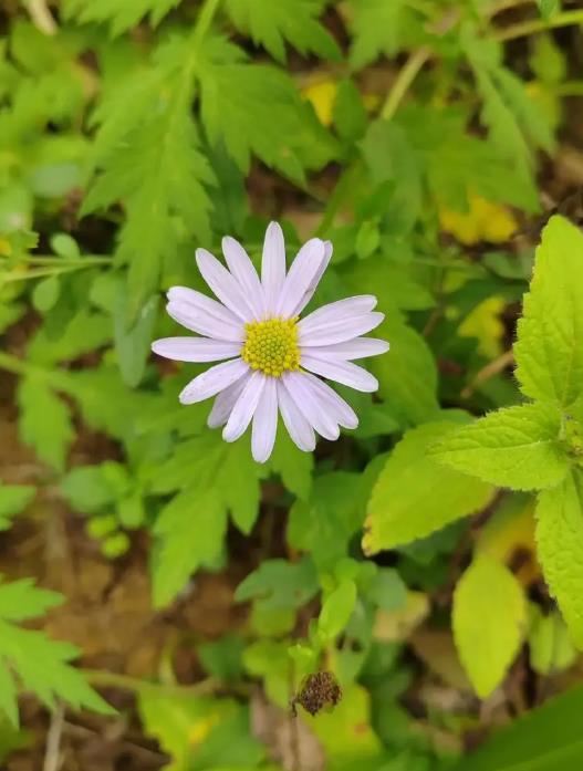 馬蘭菊開花是什麼顏色，打造庭院中的紫色花海