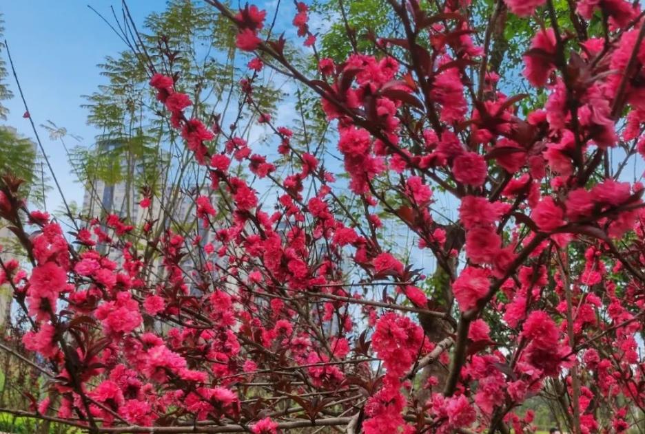 碧桃花色彩斑斕，掌握養殖技巧讓院子美麗芬香