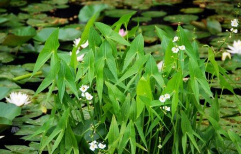 慈菇是什麼植物，怎麼養殖長得好？