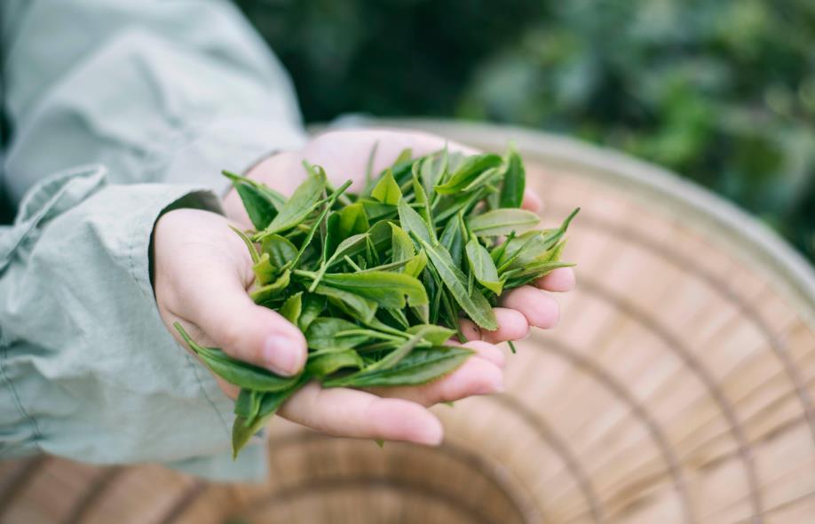 如何掌握茶葉衝泡時間？品茶達人的秘籍分享