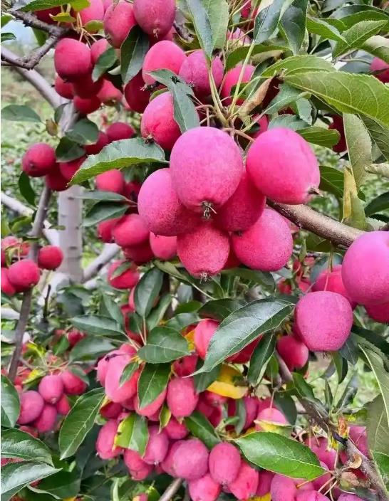 海棠果的生長種植條件是什麼，在哪些地方有種植？