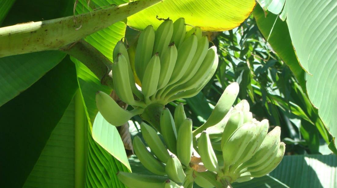 芭蕉樹和香蕉樹有什麼區別和特征？