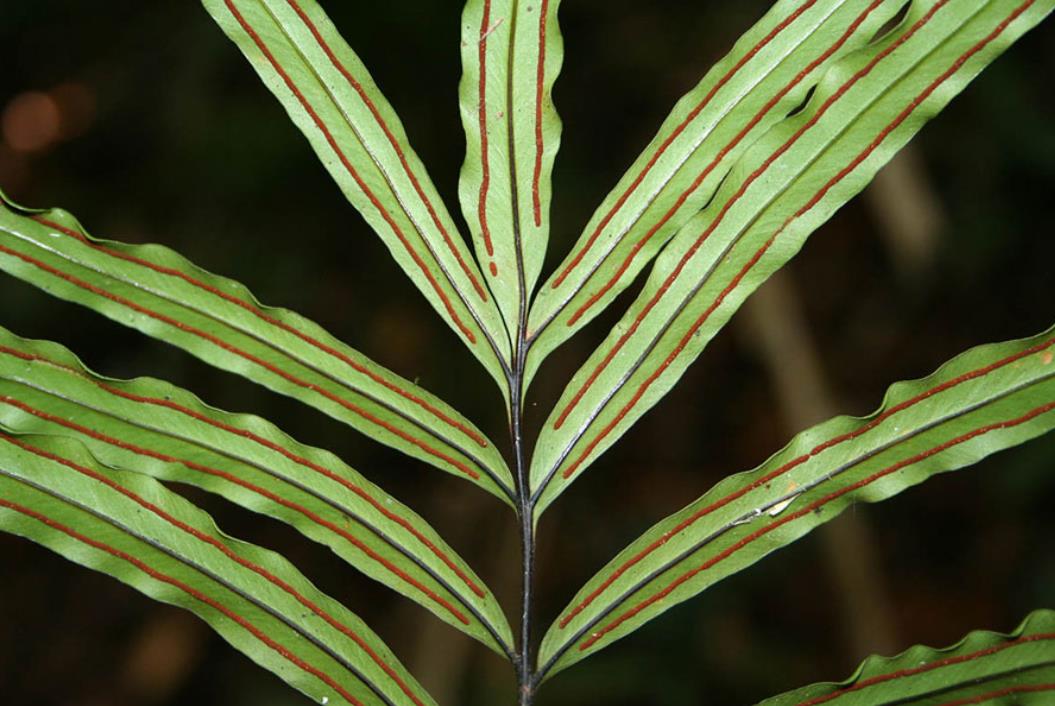 竹葉蕨是什麼植物,怎麼繁殖？