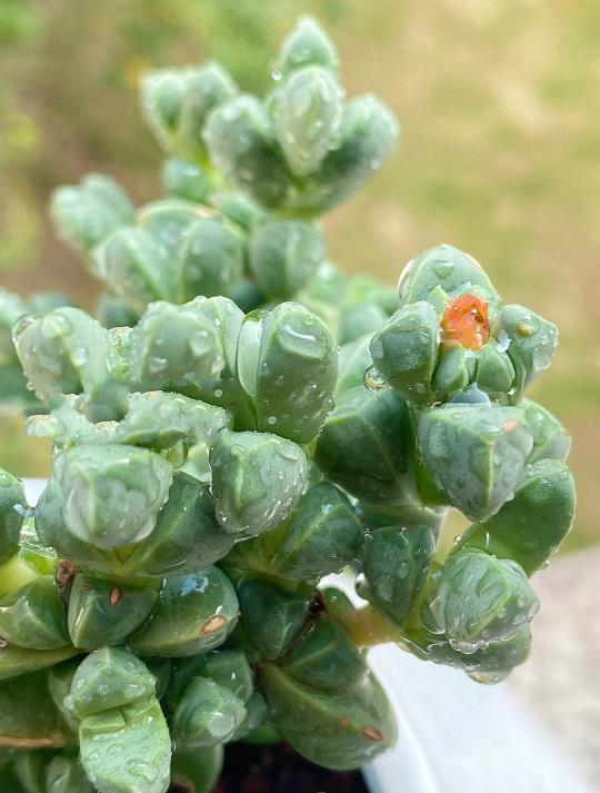 鹿角海棠是什麼時候開花，冬天怎麼養護？