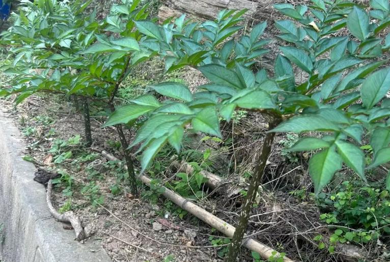 魔芋種植使用的安全高效除草劑和農藥揭秘