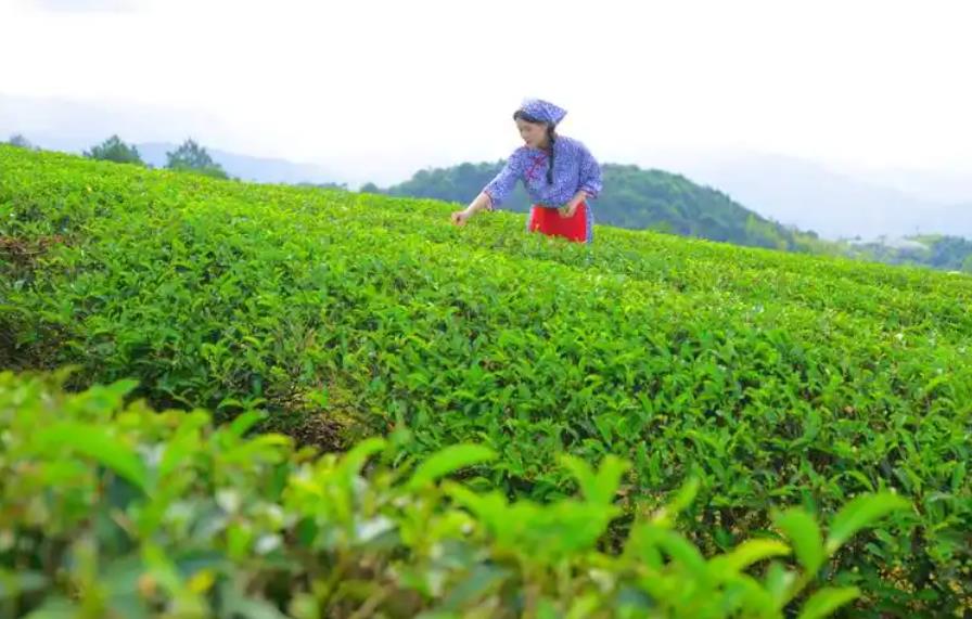 哪些地方適合種植茶葉樹？