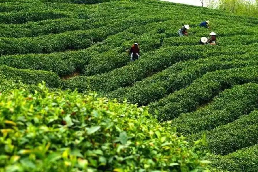 哪些地方適合種植茶葉樹？