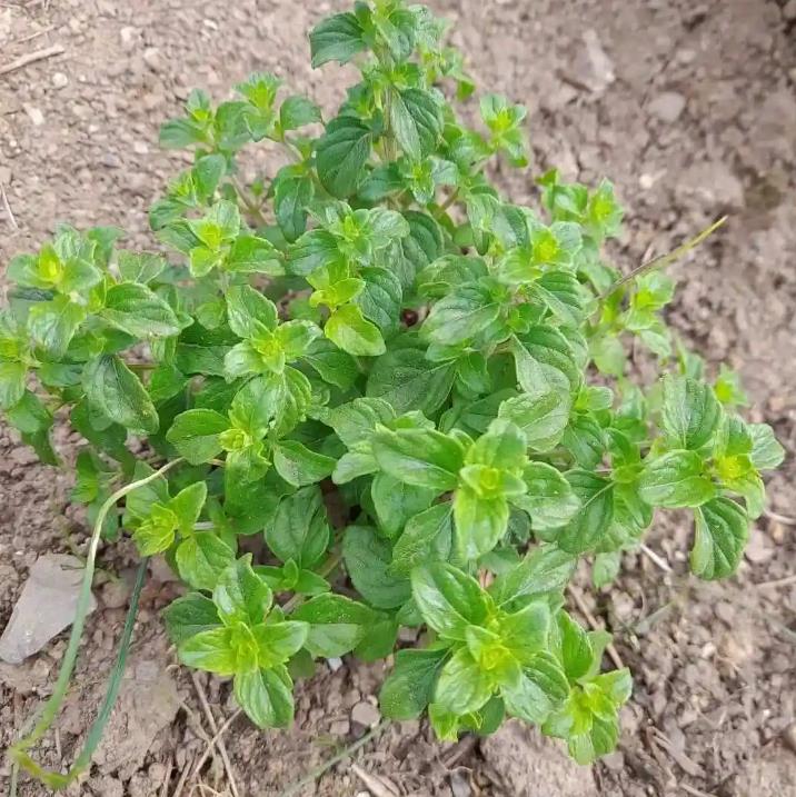 牛至是什麼植物，怎麼養殖打造香草小花園