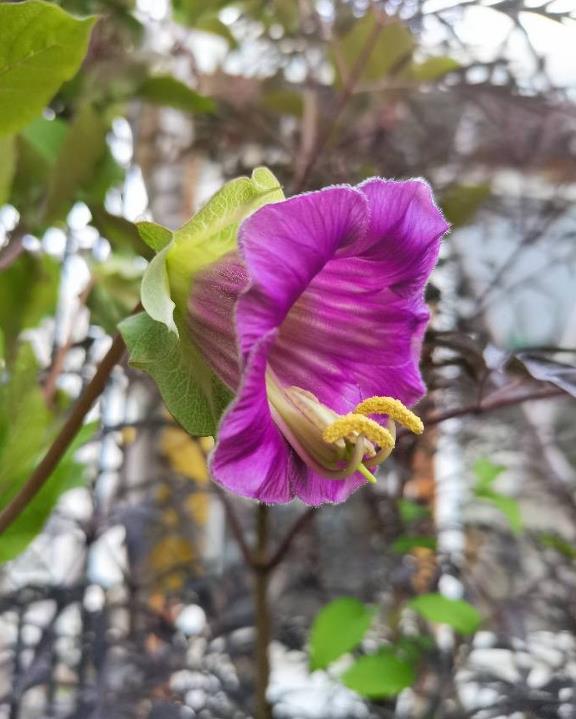 電燈花的花期開花時刻與室內養殖要點