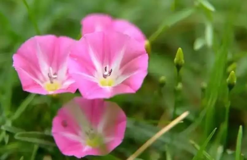 田旋花與牽牛花的美麗區別，如何在家院打造絢爛花田？