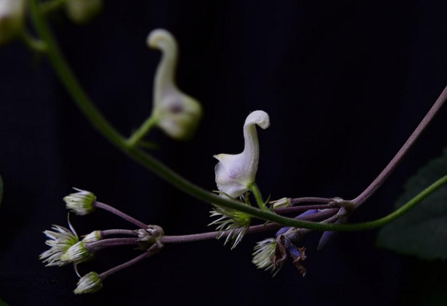 哪些地方適合種植天鵝花？打造夢幻花園指南來啦！