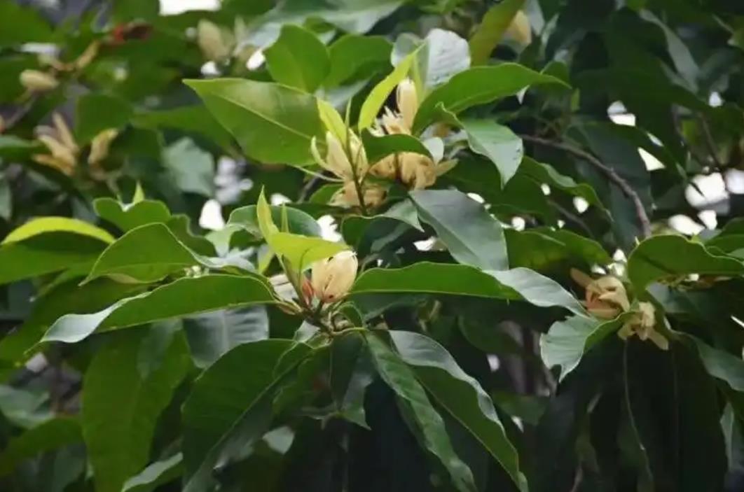 白蘭樹葉子發黃有鏽斑怎麼辦？