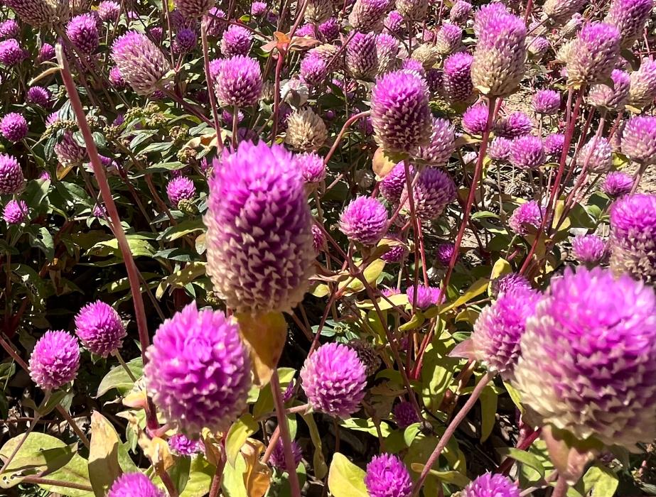 打造千日紅花海：播種時機與養護技巧詳解