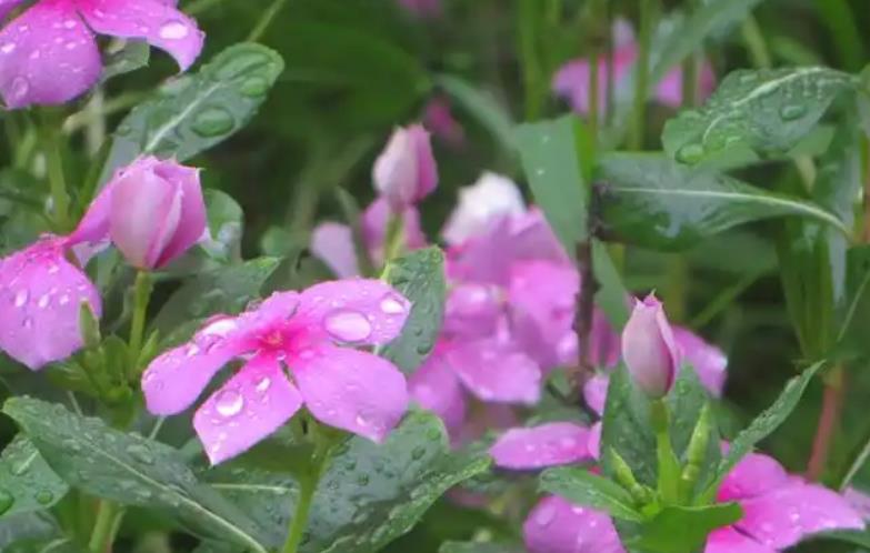 長春花是什麼花，為什麼叫奪命花？